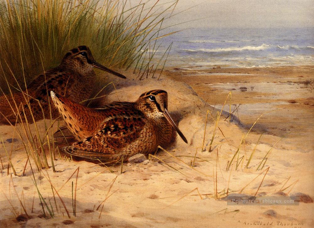 Bécasse nichant sur une plage Archibald Thorburn oiseau Peintures à l'huile